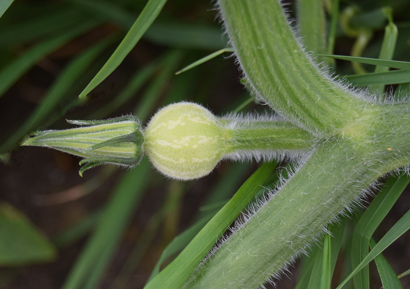 Cucurbitaceae - Cucurbita pepo 1-01.jpg