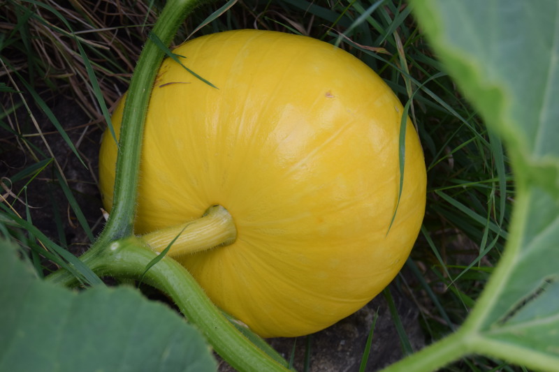 Cucurbitaceae - Cucurbita pepo 2-01.jpg