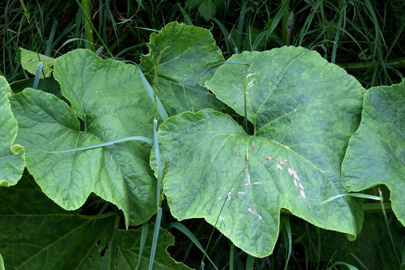 Cucurbitaceae - Cucurbita pepo 3-01.jpg