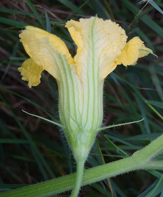 Cucurbitaceae - Cucurbita pepo 4-01.jpg