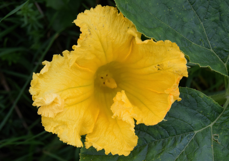 Cucurbitaceae - Cucurbita pepo 5-01.jpg