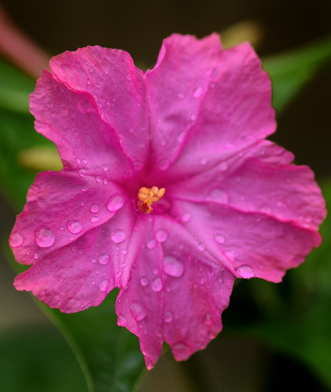 Nyctaginaceae - Mirabilis jalapa 3-01.jpg