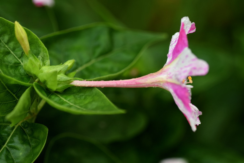 Nyctaginaceae - Mirabilis jalapa 4-01.jpg