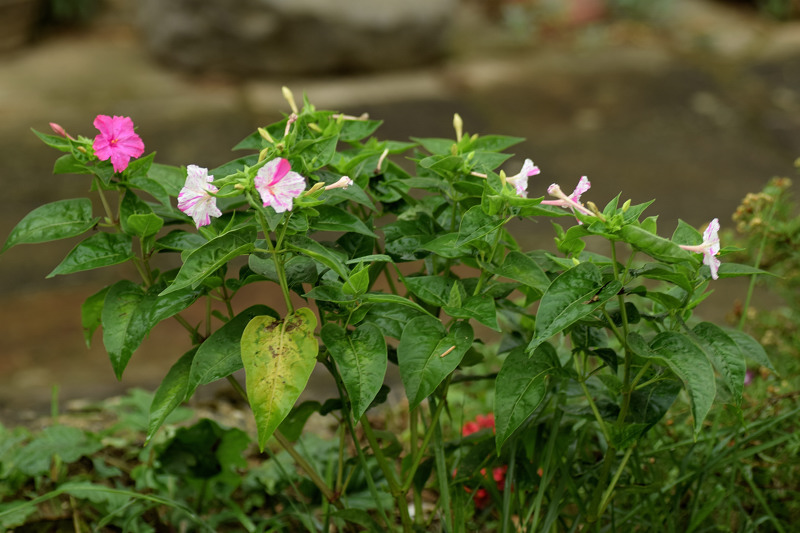 Nyctaginaceae - Mirabilis jalapa 5-01.jpg