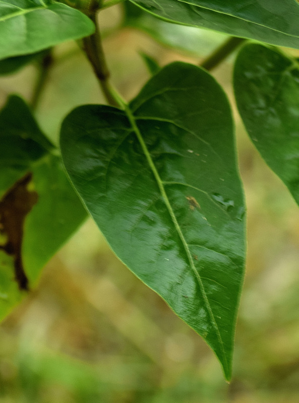 Nyctaginaceae - Mirabilis jalapa 6-01.jpg