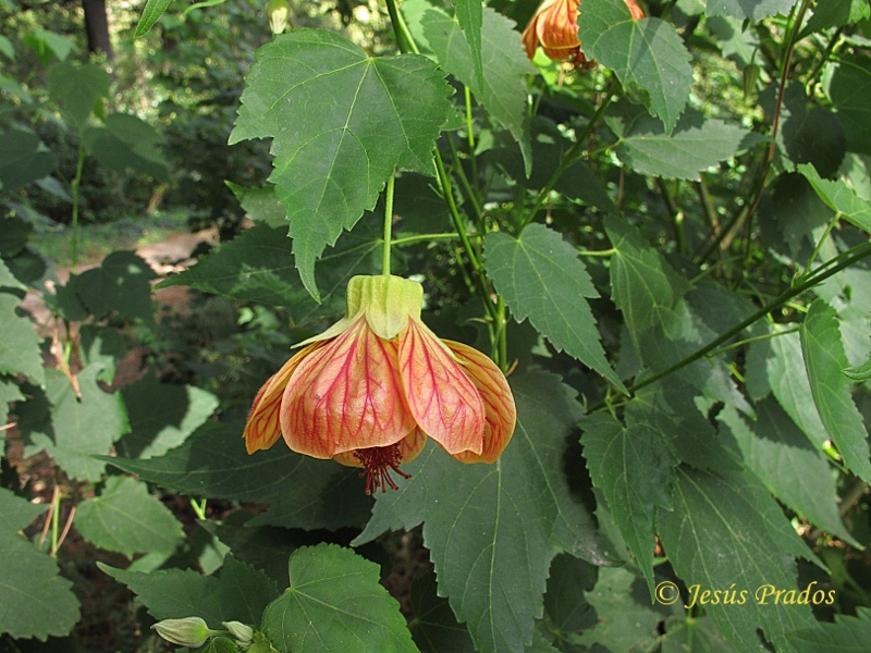 Abutilon pictum_6.JPG