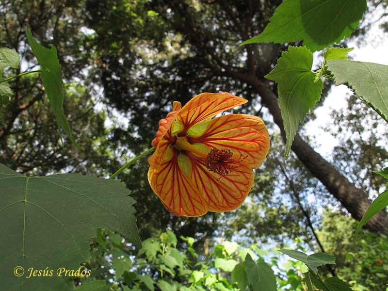 Abutilon pictum_5.JPG