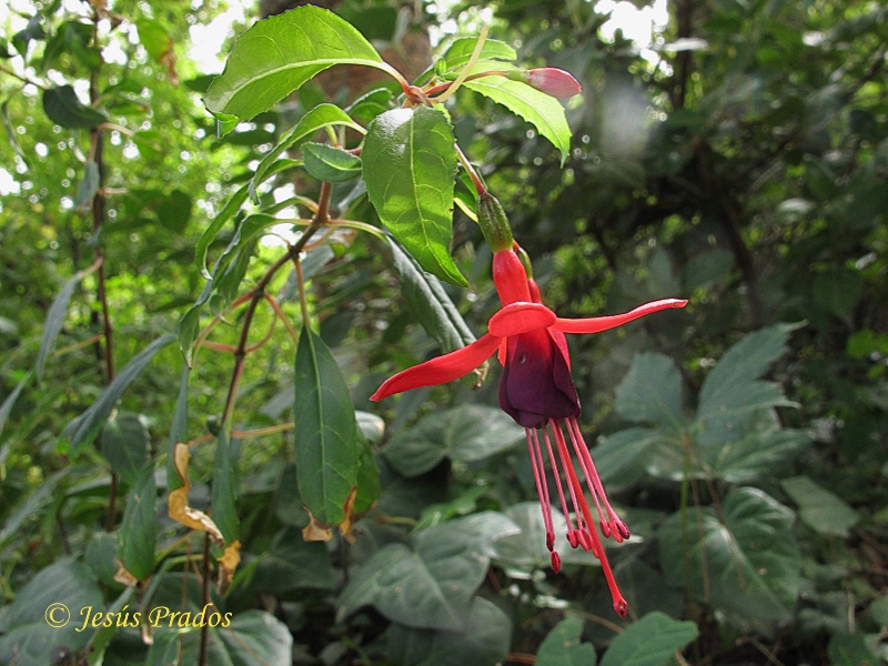 Fuchsia magellanica_4.JPG