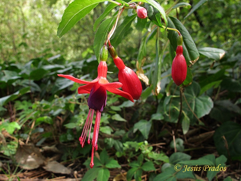 Fuchsia magellanica_3.JPG