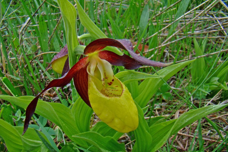 Cypripedium calceolus 5263.JPG