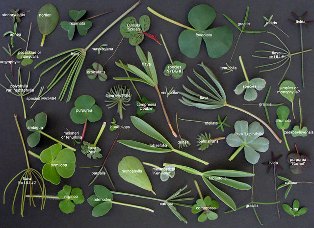 Oxalis_leaves_Key_RV.jpg