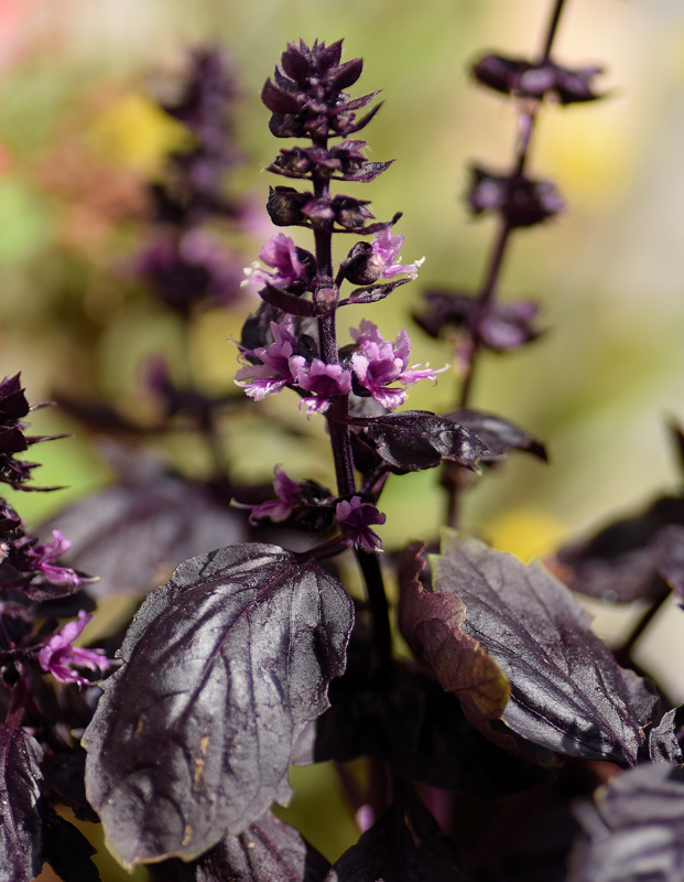 Lamiaceae - Ocimum basilicum var purpurascens 1-01.jpg