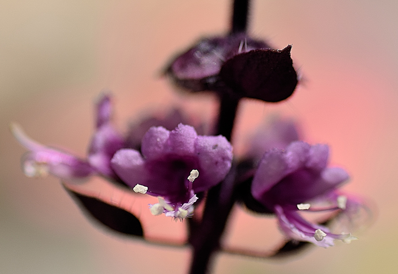 Lamiaceae - Ocimum basilicum var purpurascens 2-01.jpg