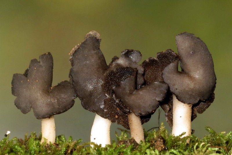 Helvella pezizoides Pai 98745.jpg