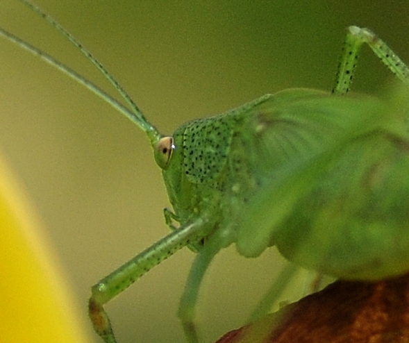 Phaneroptera 3.jpg