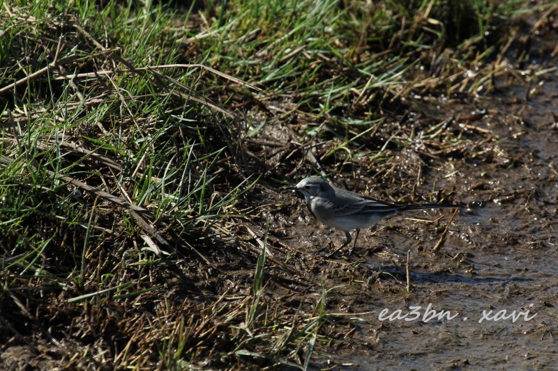 IMG_4386Motacilla alba.jpg