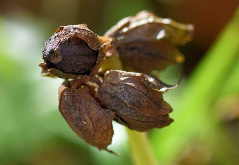 Nyctaginaceae - Mirabilis jalapa 6-01.jpg