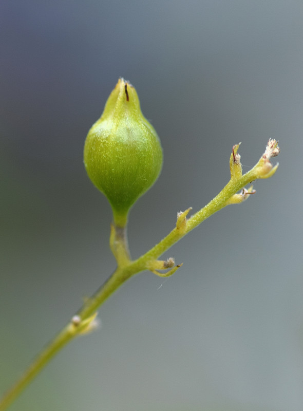 Verbenaceae - Duranta 5-01.jpg