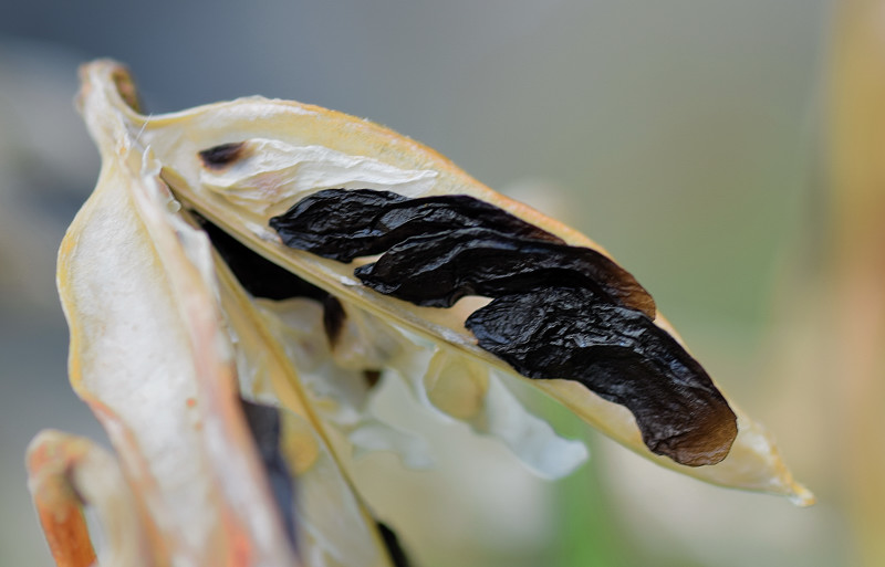 Amaryllidaceae - Agapanthus 7-01.jpg