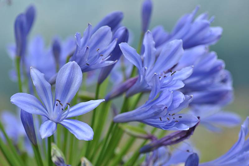 Amaryllidaceae - Agapanthus 1-001.jpg