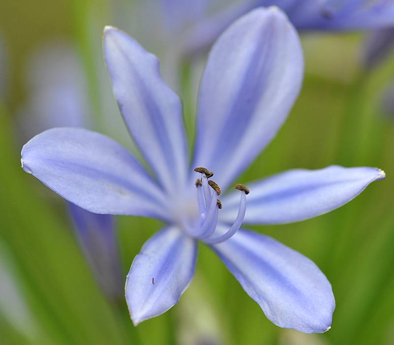 Amaryllidaceae - Agapanthus 2-002.jpg