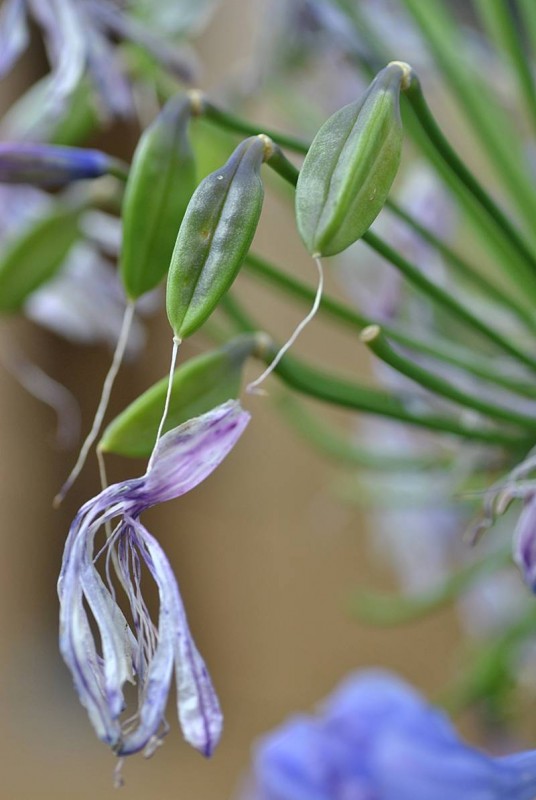 Amaryllidaceae - Agapanthus 3-003.jpg