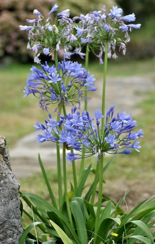 Amaryllidaceae - Agapanthus 5-005.jpg