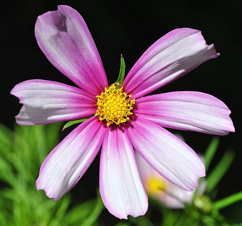 Asteraceae - Cosmos 3-003.jpg