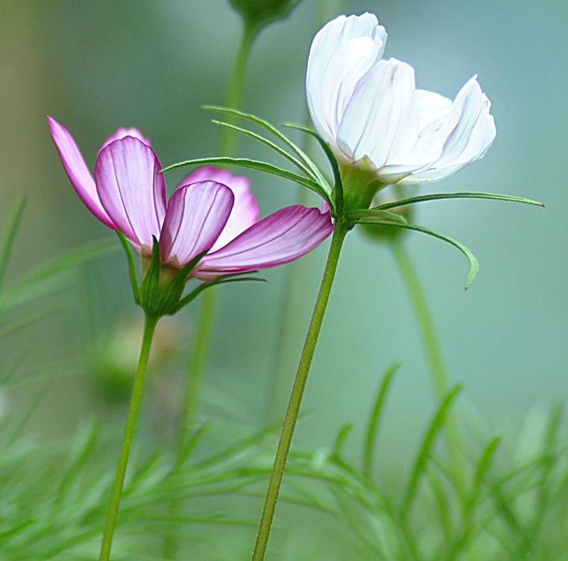 Asteraceae - Cosmos 4-001.jpg