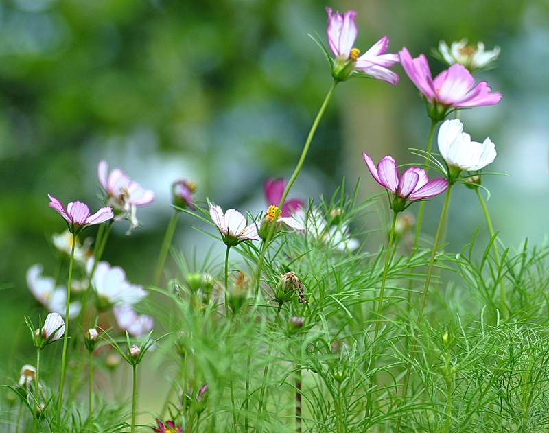 Asteraceae - Cosmos 5-002.jpg