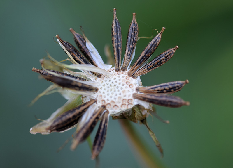 Asteraceae - Cosmos 7-01.jpg