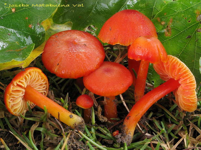 Hygrocybe calciphila 091105 025.jpg