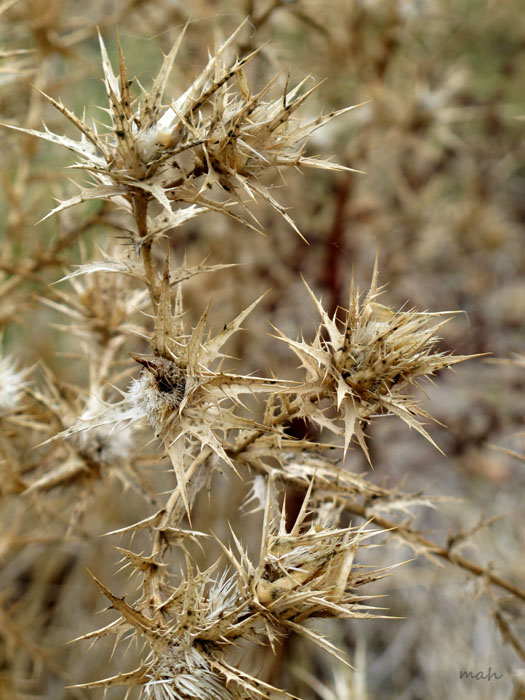 planta silvestre 4.jpg