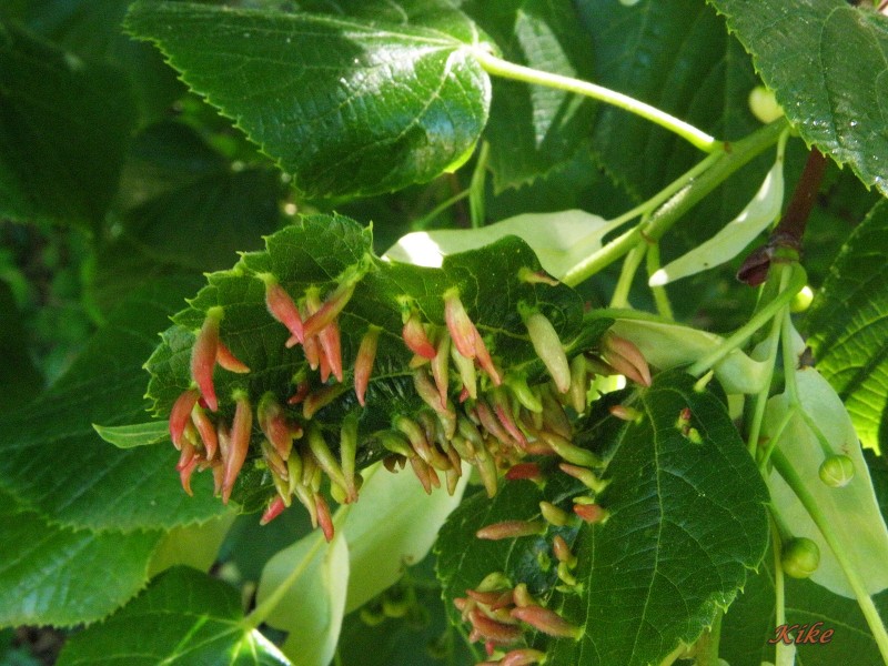 Carpinus betulus (1).JPG