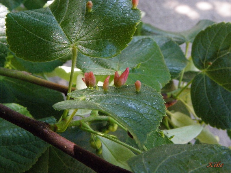 Carpinus betulus (2).JPG