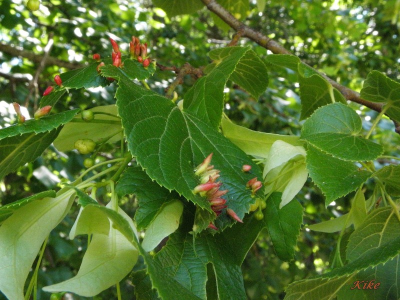 Carpinus betulus (3).JPG