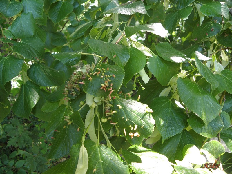 Carpinus betulus (carpe) parasitado.JPG