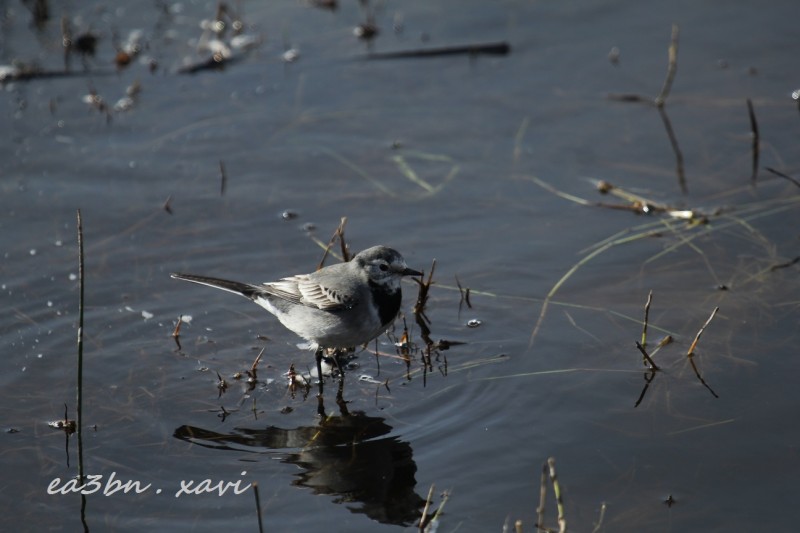 IMG_7286Motacilla alba.jpg