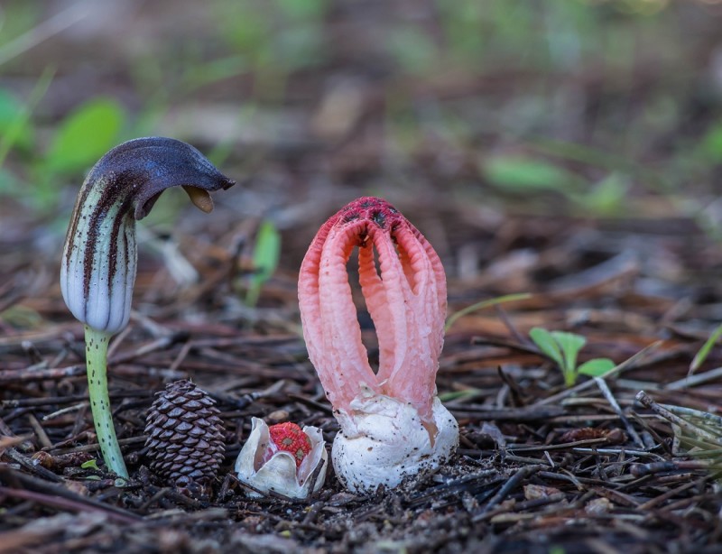 Colus - Arisarum.jpg