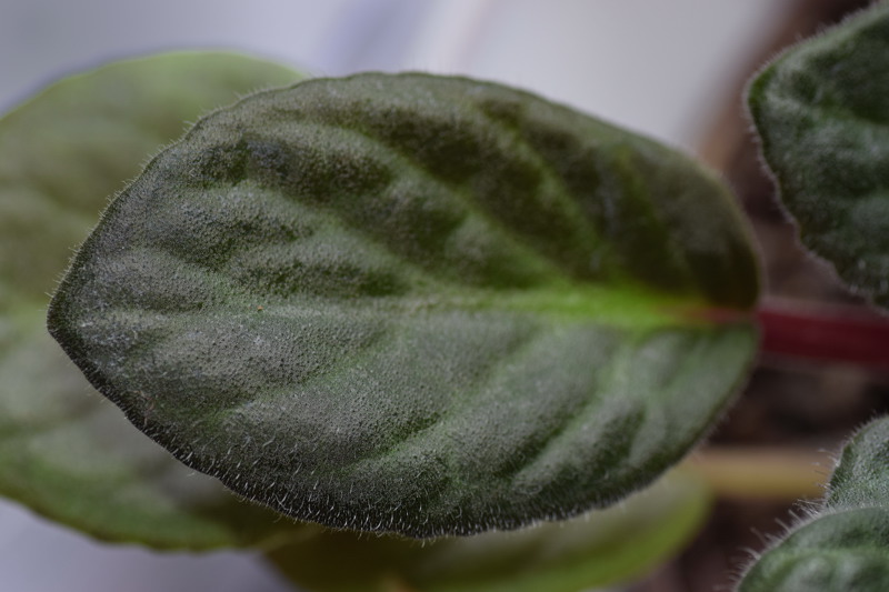 Gesneriaceae - Saintpaulia ionantha 3-01.jpg