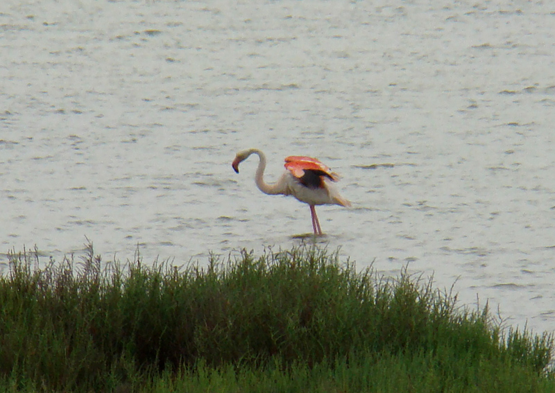 Phoenicopterus roseus 5482.JPG