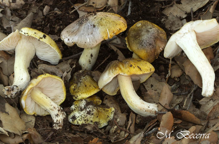 tricholoma sejunctum.jpg