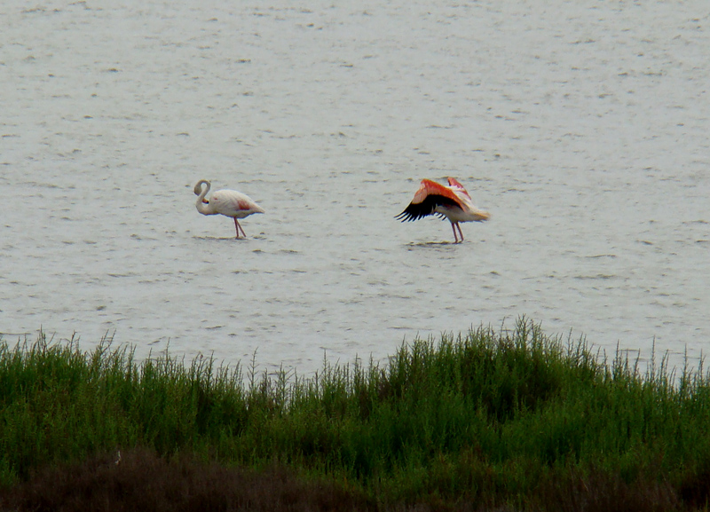 Phoenicopterus roseus 5480.JPG