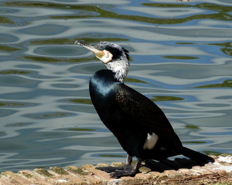 cormorán grande Rzxc4.jpg