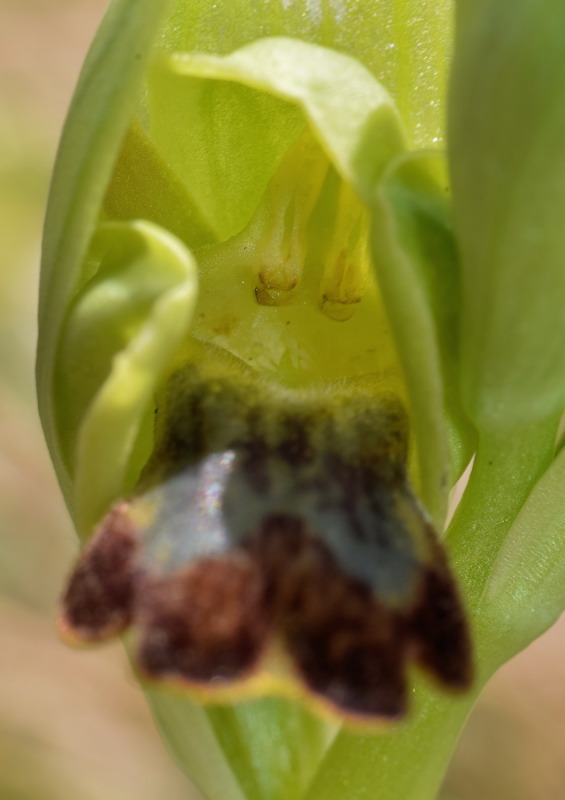 Orchidaceae - Ophrys lupercalis 5-01.jpg