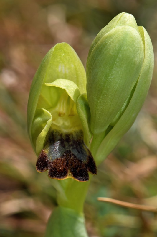 Orchidaceae - Ophrys lupercalis 4-01.jpg