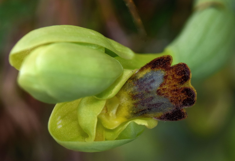 Orchidaceae - Ophrys lupercalis 7-01.jpg