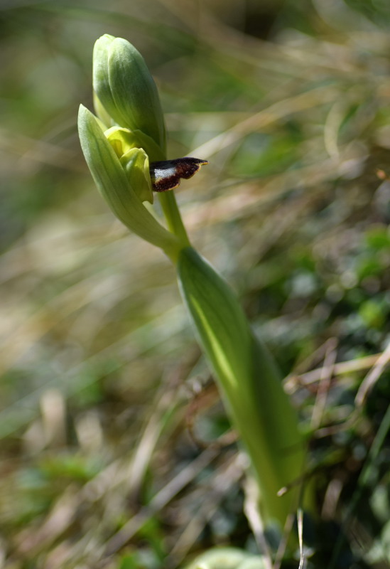 Orchidaceae - Ophrys lupercalis 12-01.jpg