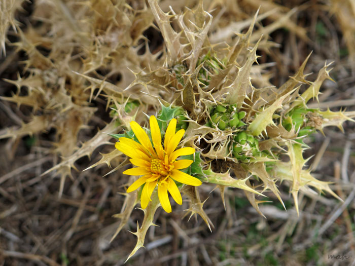 planta silvestre 6.jpg