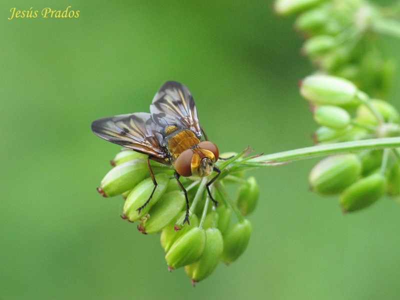 Ectophasia crassipennis_4.JPG